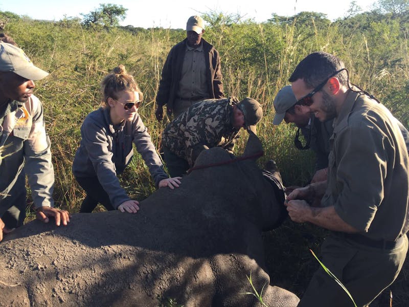 ACE Volunteers attend a Rhino in the African bush