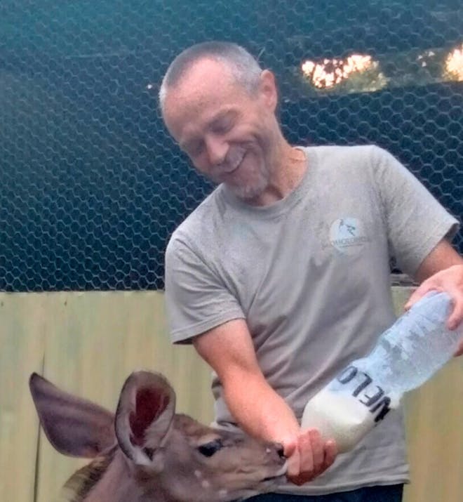 A male volunteer bottle feeds a baby antelope