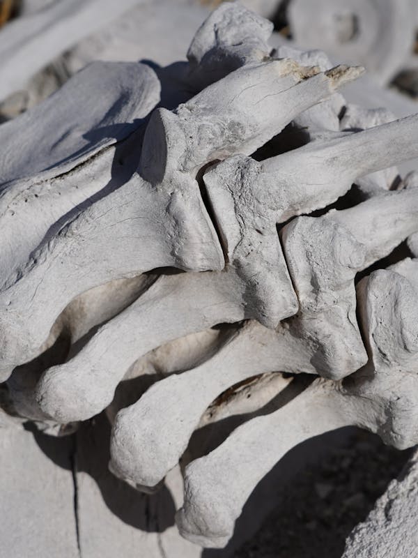 Rino Eliassen: close-up of animal bones