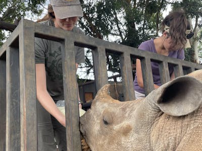 Volunteer bottle feeding a rhino through a fence, Golola Rhino Orphanage and Rehabilitation Centre