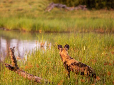 Karl Johan Nils Friberg: Wild dog looking into the distance, in the Okavango