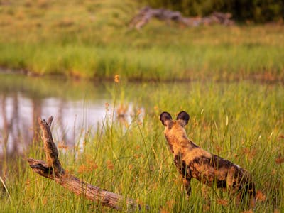 Karl Johan Nils Friberg: Wild dog looking into the distance, in the Okavango