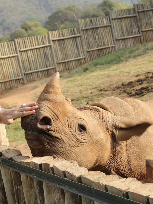 Martin and Julie While: Julie touching a rhino at Care for Wild