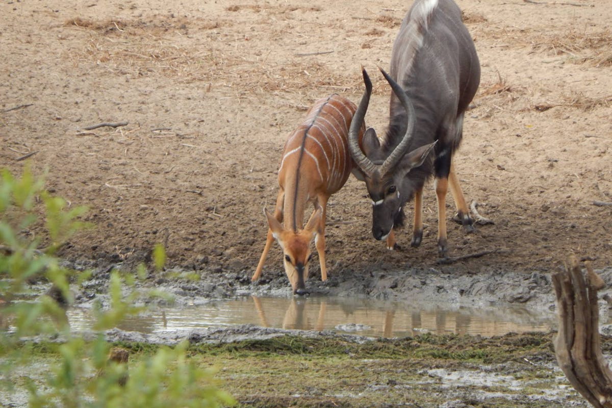 Close-up of antelopes beside the water