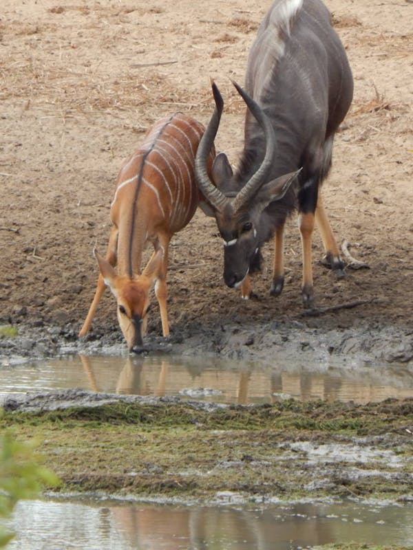 Close-up of antelopes beside the water