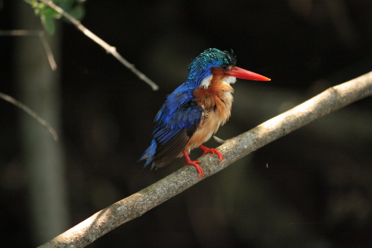 A kingfisher perched on a branch
