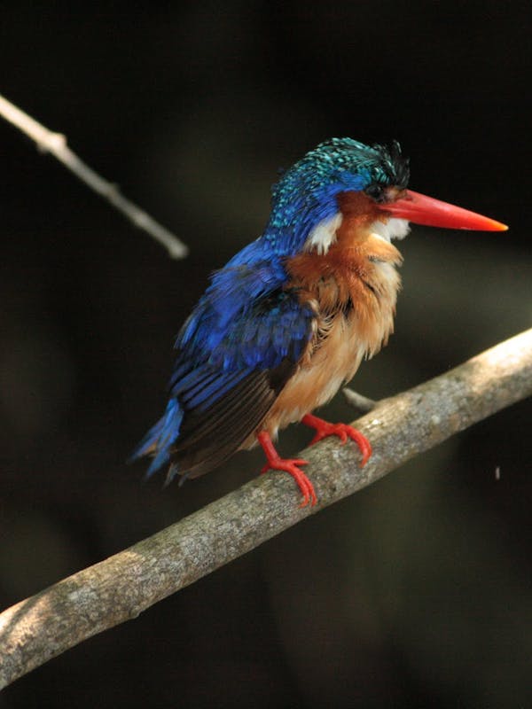 A kingfisher perched on a branch