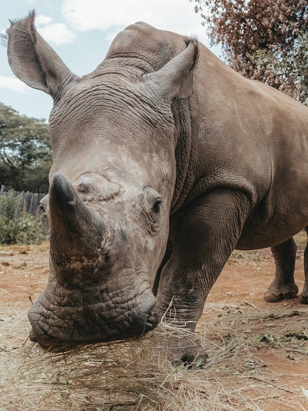 Close up of a rhino, The Rhino Orphanage