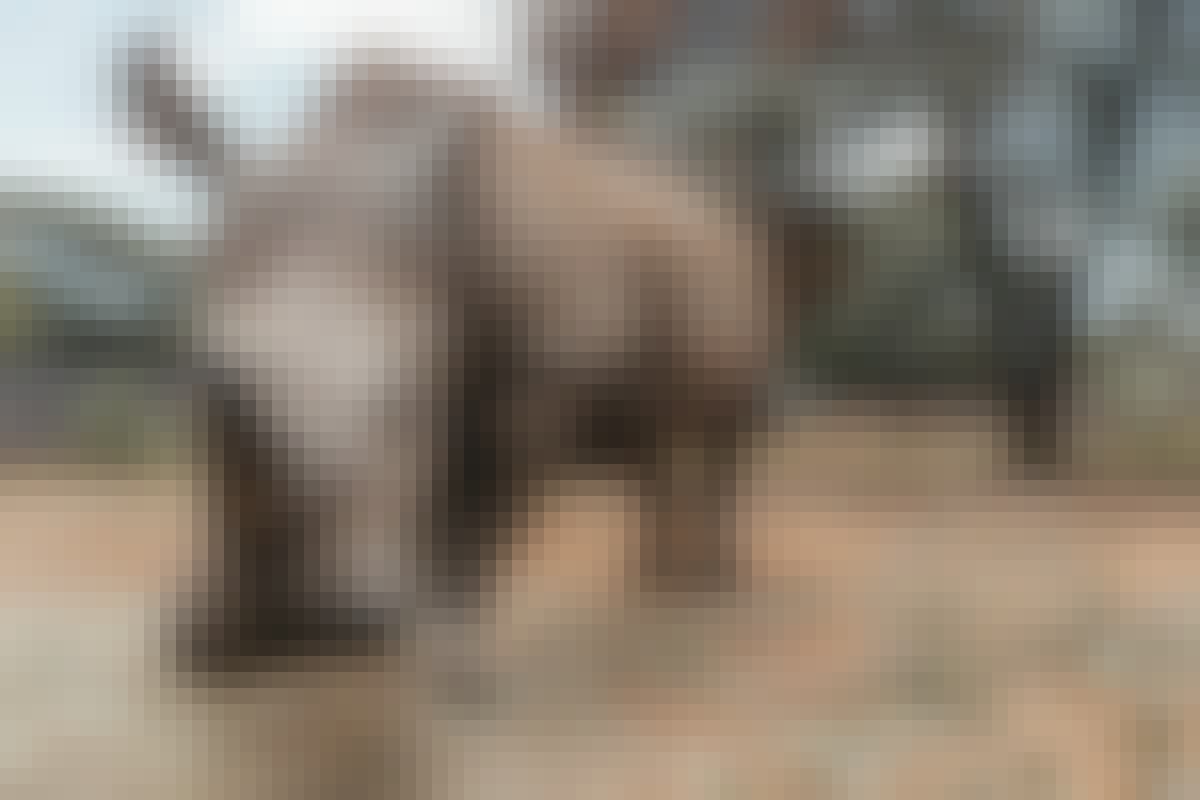 Close up of a rhino, The Rhino Orphanage