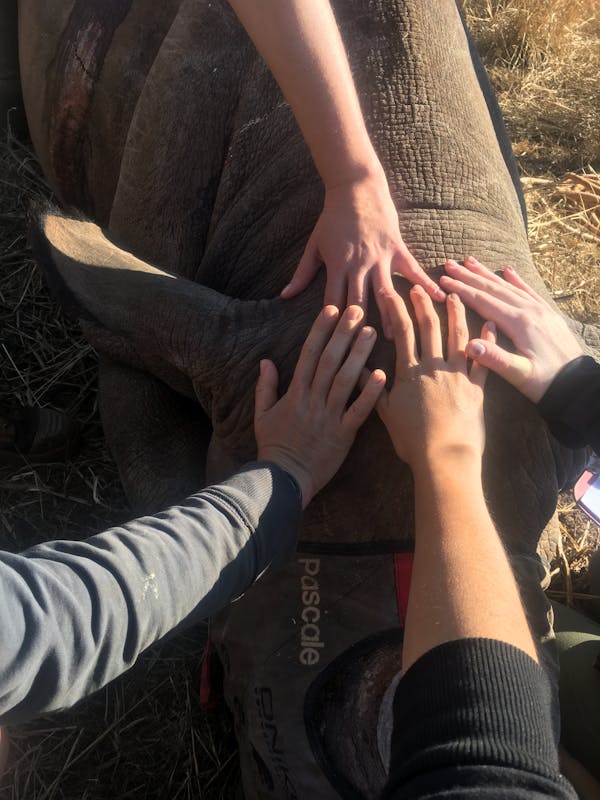 Tanya Stapleton: hands on a sedated rhino