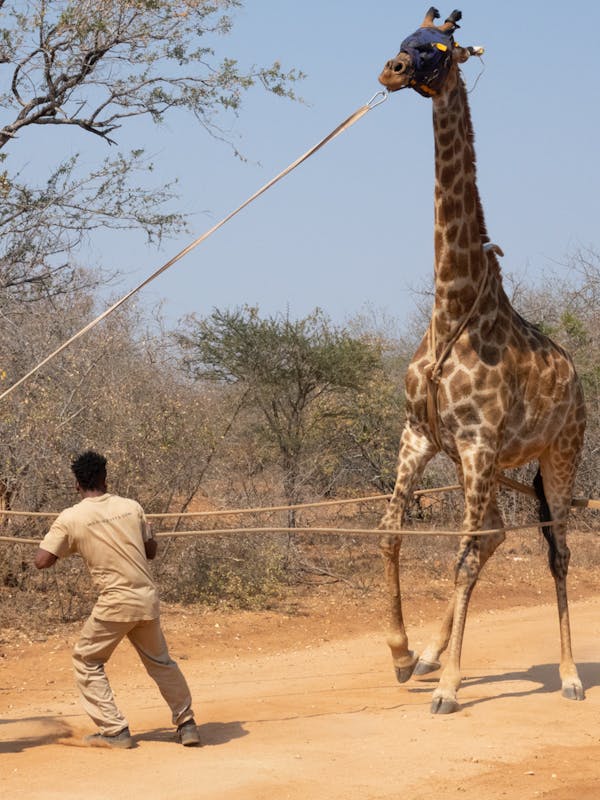 Benedict King: giraffe relocation