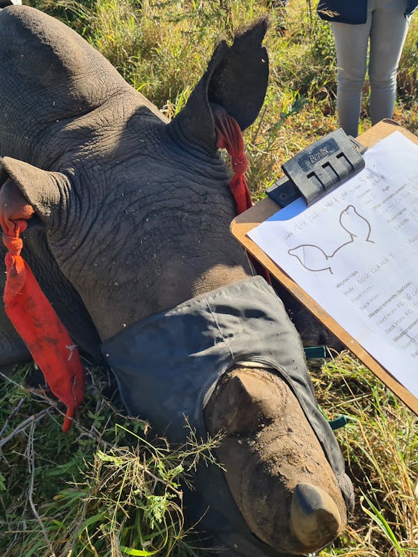 Close-up of a sedated rhino