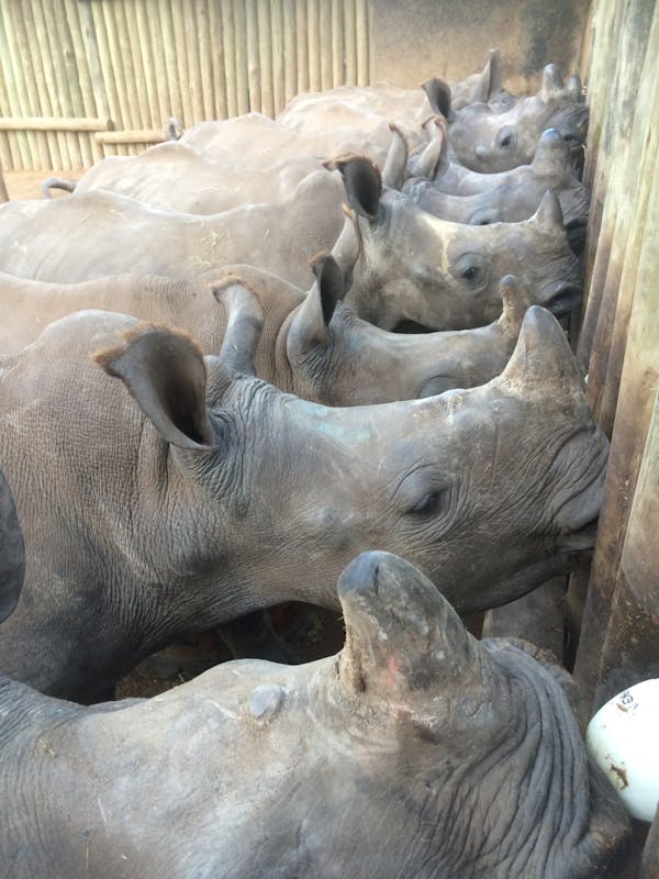 Close-up of multiple rhinos being fed at the rehabilitation centre