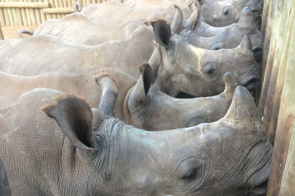 Close-up of multiple rhinos being fed at the rehabilitation centre