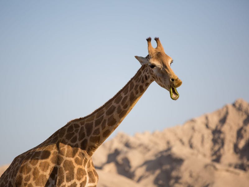 A giraffe, mouth open, making a noise…