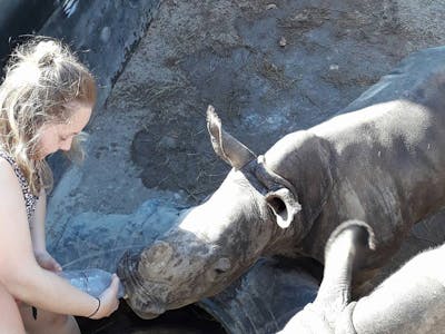 Rebecca Grogan: bottle feeding baby rhino