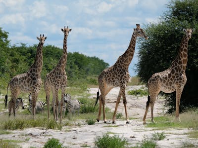 Tomer Admon: giraffes and zebras