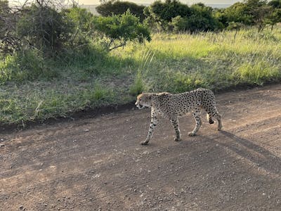 A cheetah walking on the road