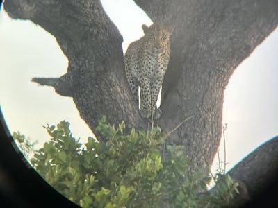 A leopard through a binocular 