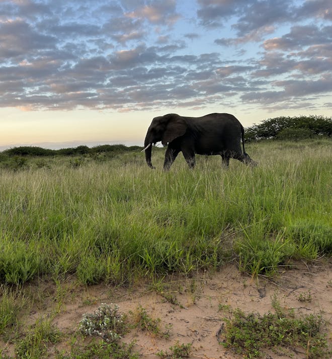 An elephant walking through Phinda