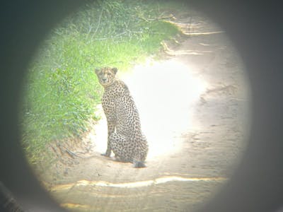 A cheetah through a binocular 