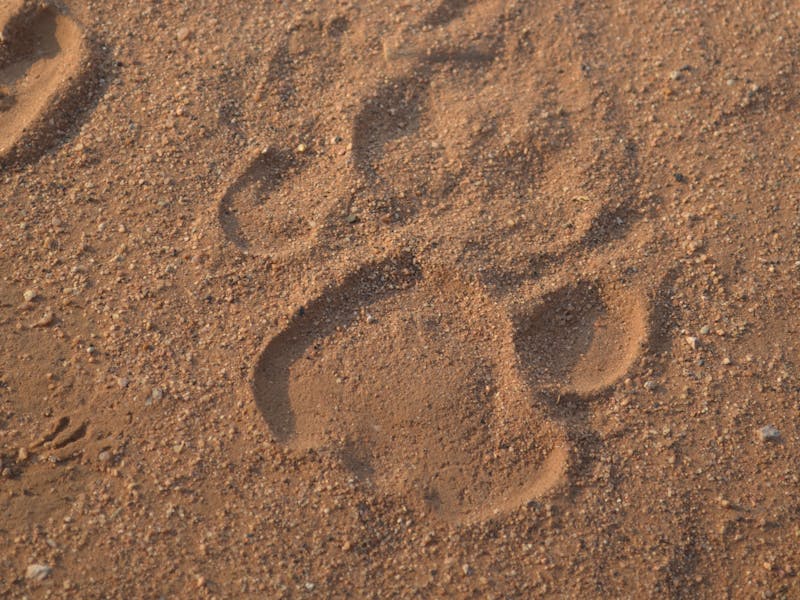 A photo a lion track
