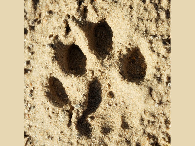 A photo a cheetah track