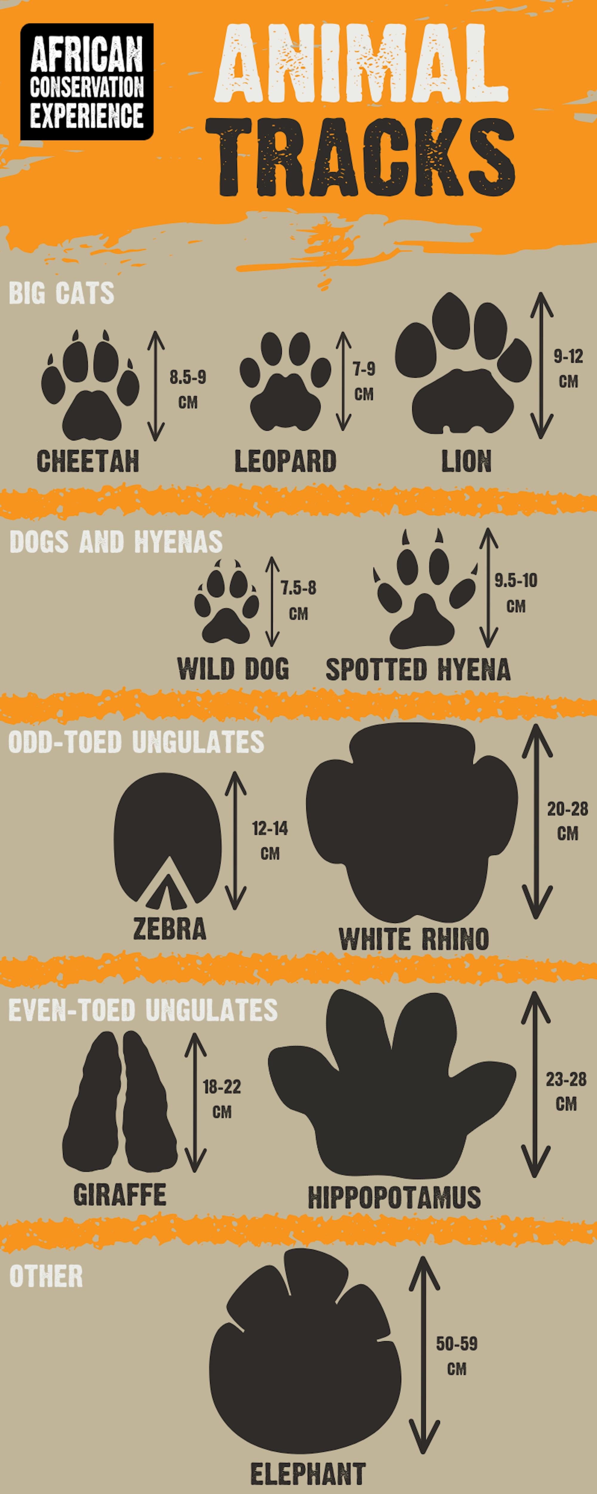 An infographic of animal of different animal tracks with size references.