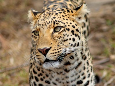 A leopard at Moholoholo