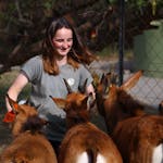 An ACE volunteer bottle feeding a group of antelope at Moholoholo