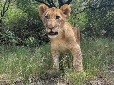 A lion cub at Moholoholo
