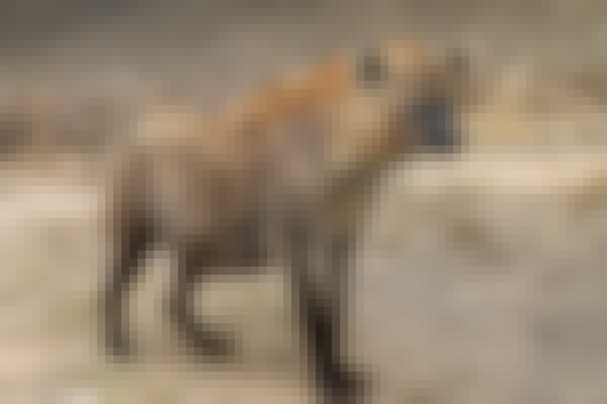 A hyena at Moholoholo