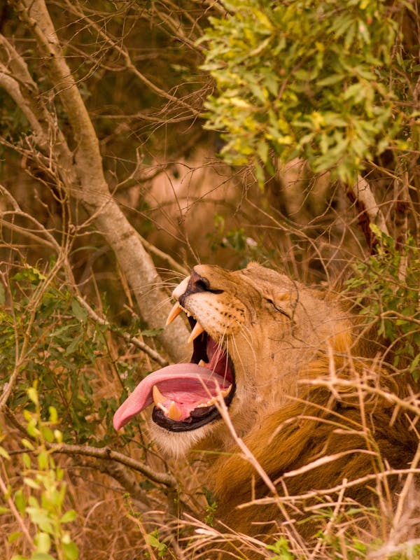 Karl Johan Nils Friberg: Lion roaring in the Okavango