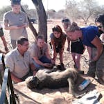 A group of ACE students with Dr Grobbler surround a sedated monkey for monitoring