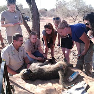 A group of ACE students with Dr Grobbler surround a sedated monkey for monitoring