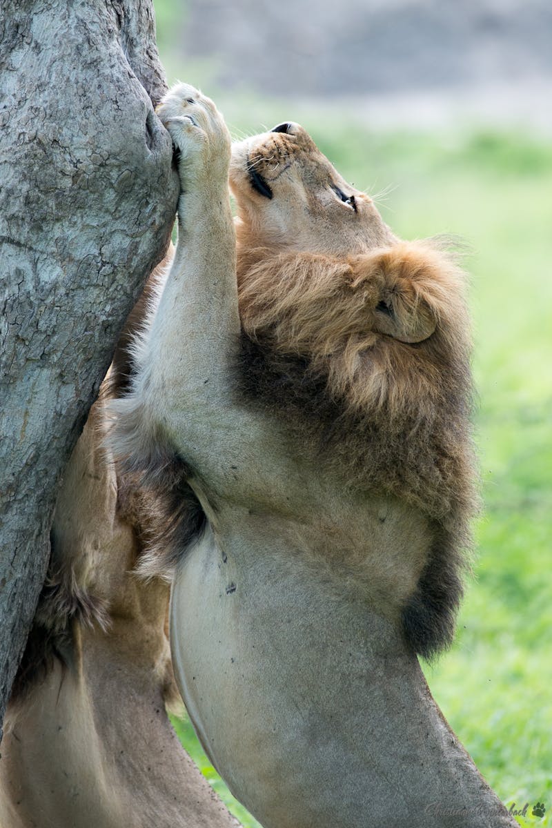 Male lions scratching a tree trunk