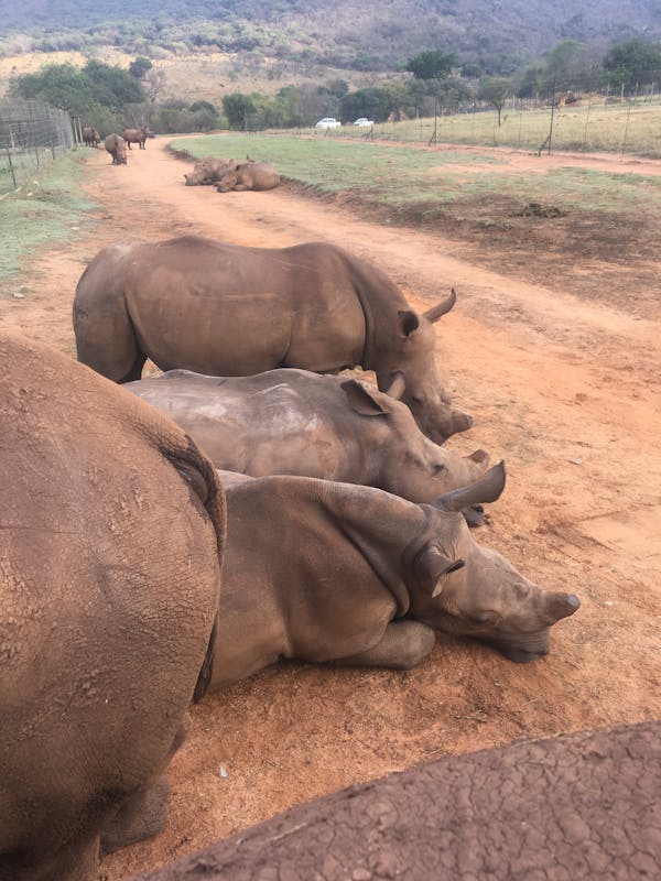 Rhinos resting at Care for Wild