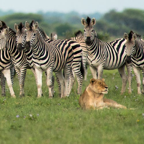 A lioness amongst a herd of Zebra