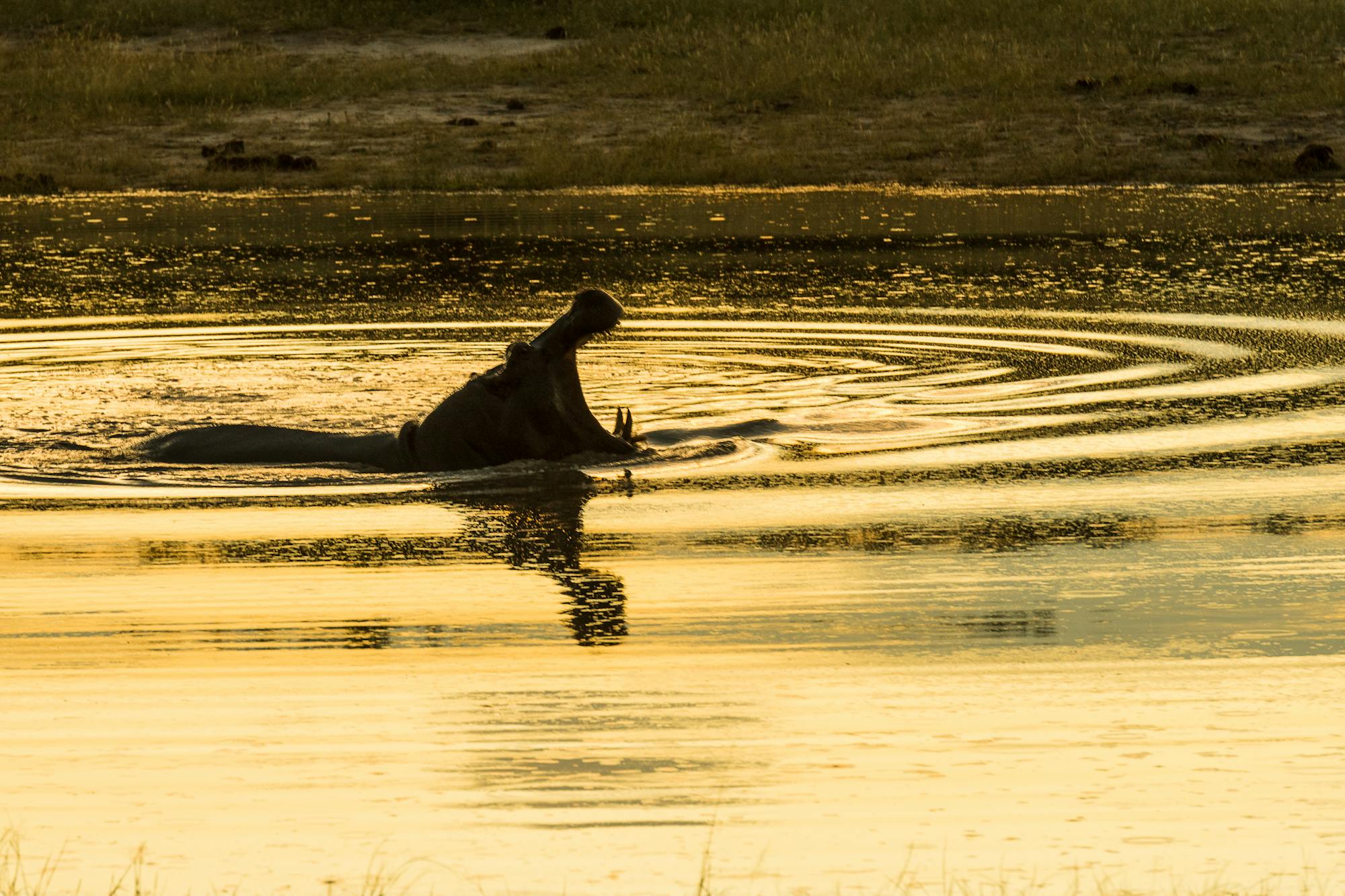 Wayne Grieveson: hippo in the water