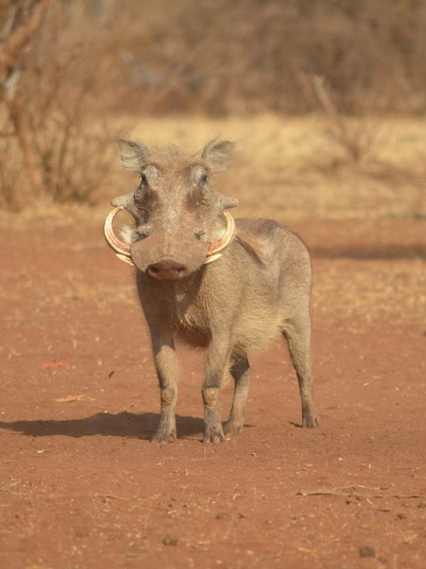 Close-up of a warthog