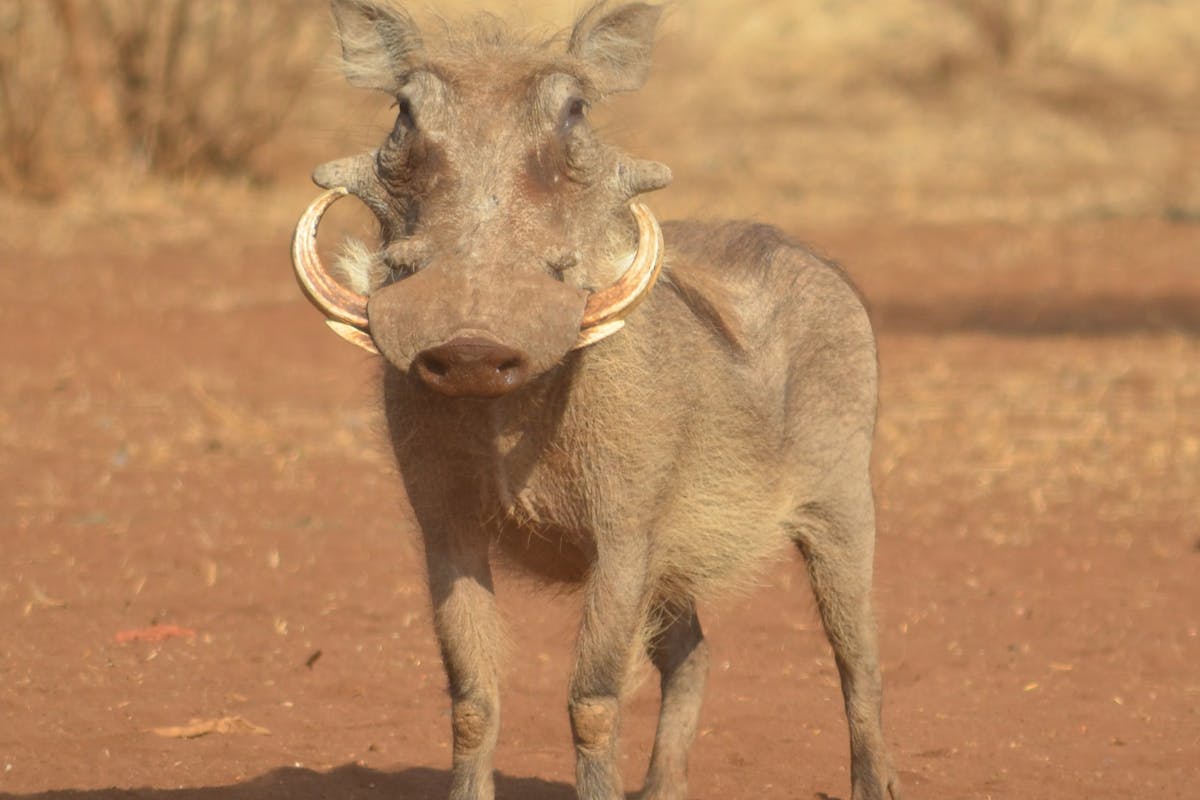 Close-up of a warthog