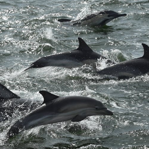 A pod of dolphins