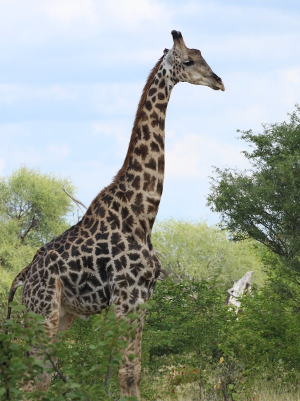 A giraffe in the bush 