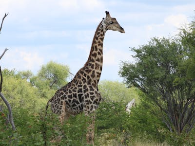 A giraffe in the bush 