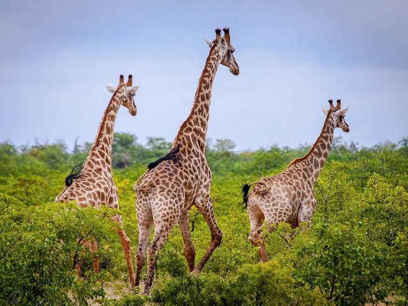 3 giraffe walk away from the camera through the African bush