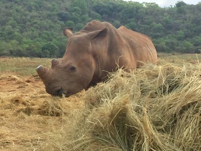 Sarah Smallwood: adult rhino