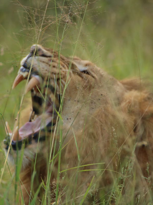 Phinda Wildlife Research Project: male lion yawning