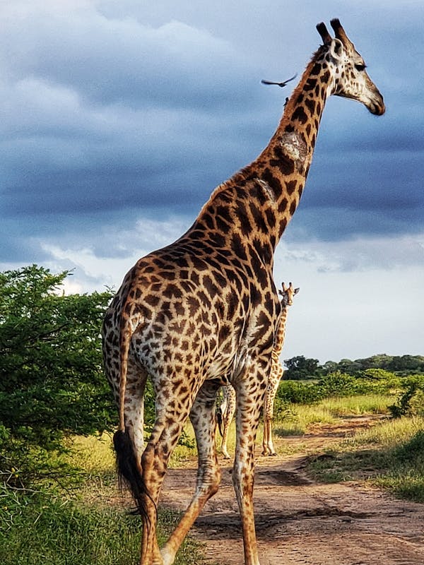 Carol Krieger and Geoffrey Neate: close-up of a giraffe