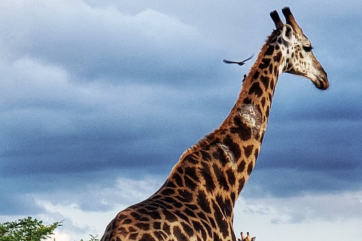 Carol Krieger and Geoffrey Neate: close-up of a giraffe
