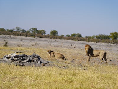 Rino Eliassen: lions in the distance